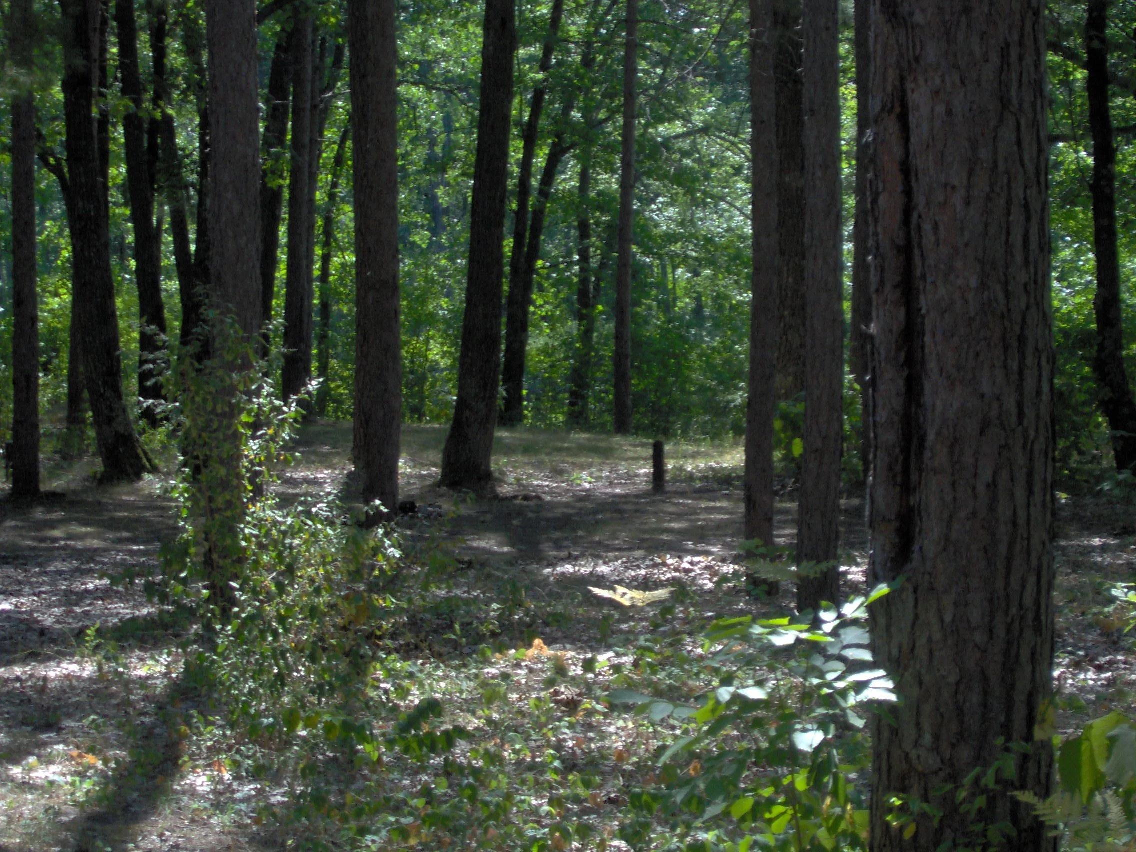 Thunder Bay River State Forest Campground 4.jpg