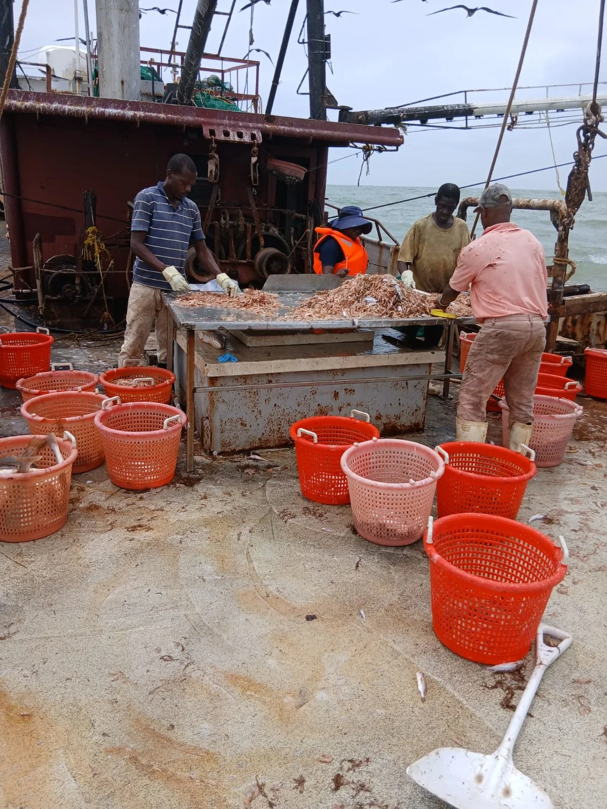 Four fishermen on a boat offshore are shucking and sorting freshly caught fish on a metal table, with orange baskets around them for collecting the fish. The boat is at sea, with overcast skies.