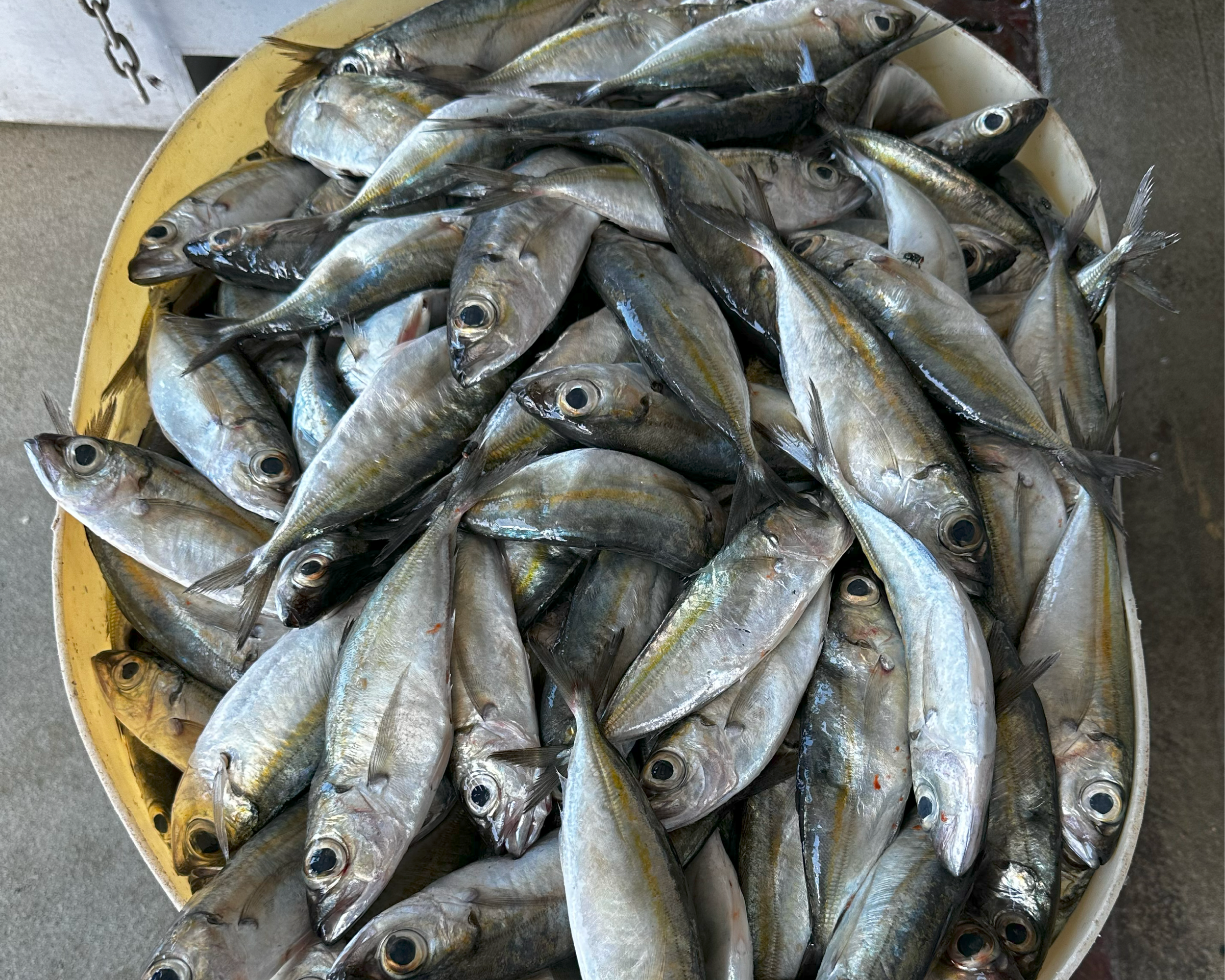 BBD_Circle-Hooks_Banner_Content-27.png