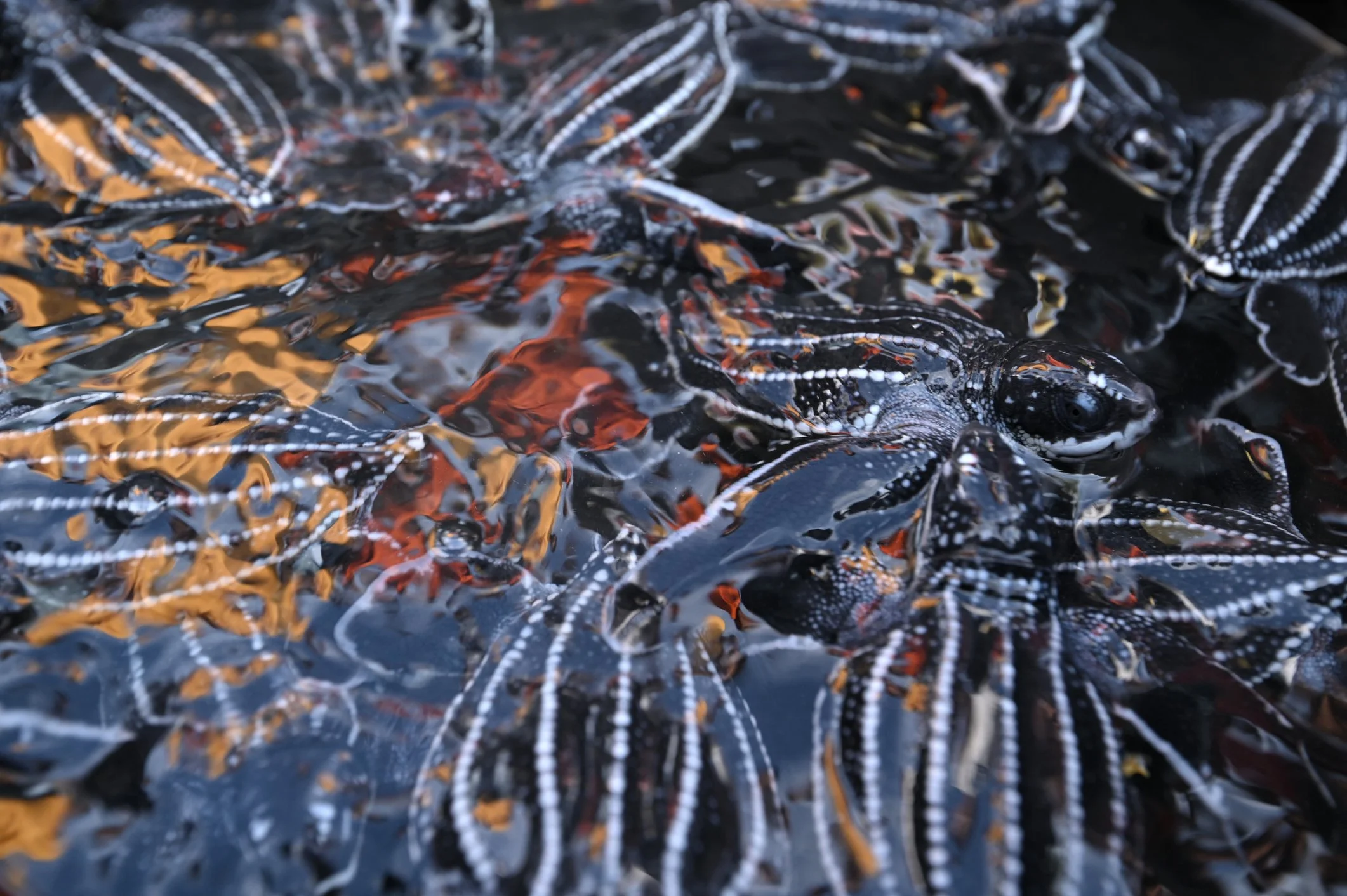 Bycatch, marine life and the future of fisheries in the CLME+ region
