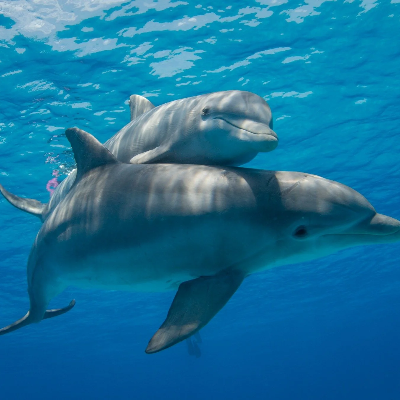 Today is World Ocean Day and we are marking it by introducing a new series.

Wild Neighbours looks closely at the Endangered, Threatened and Protected species sharing our waters like leatherback turtles, sharks, dolphins, rays and seabirds. Animals w
