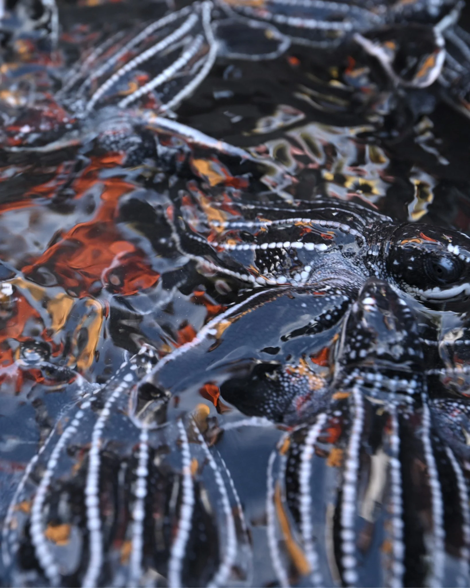 Every net tells a story &mdash; but not always the one a fisher intended.

Bycatch is what happens when fishing gear accidentally catches animals that weren't the target &mdash; sea turtles, sharks, rays, even young fish that never got the chance to 
