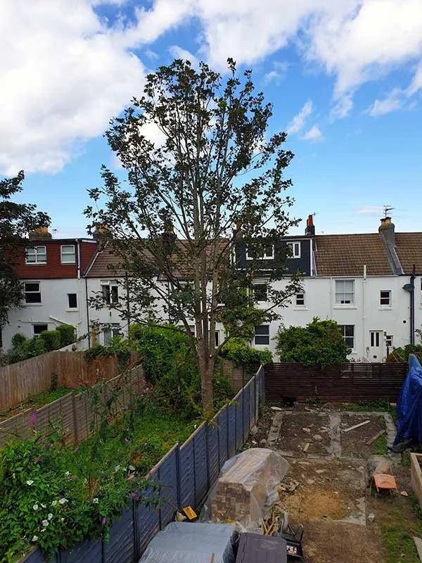large-tree-removal-brighton-garden.jpg.jpg