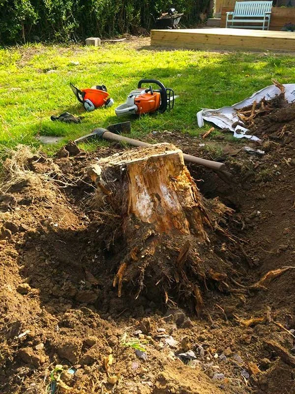 stump-grinding-brighton-garden.jpg.jpg