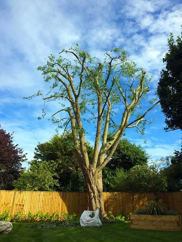 tree-pruning-crown-reduction-brighton.jpg.jpg