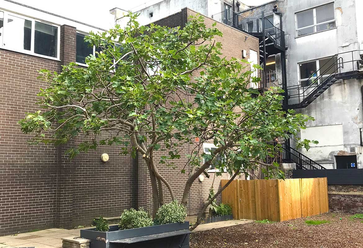 tree-pruning-urban-brighton.jpg.jpg