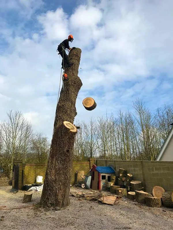 Tree surgeon dismantling a large tree in sections using ropes in a residential garden in Brighton