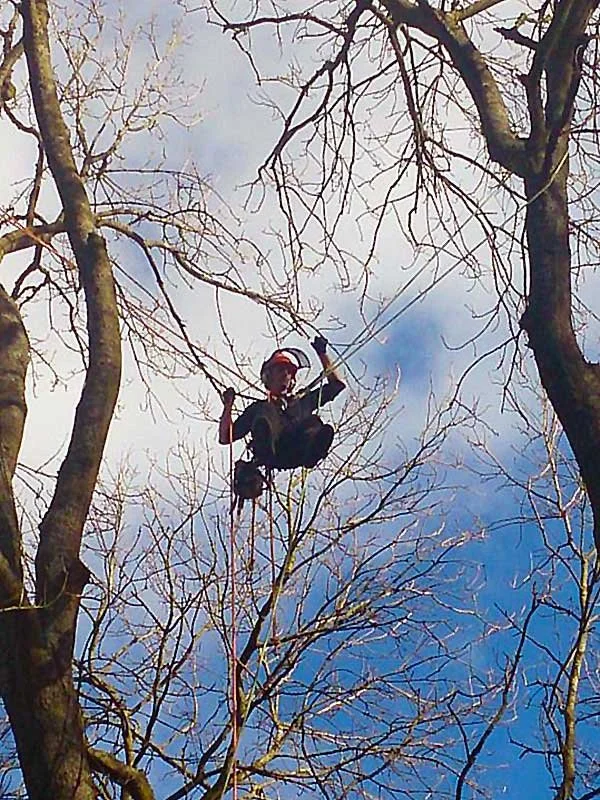 tree-surgeon-climbing-brighton.jpg.jpg