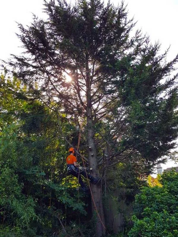 Tree surgeon climbing and carrying out crown work in Brighton garden