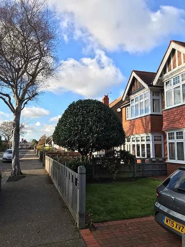 Trimming and reshaping bay tree in front garden