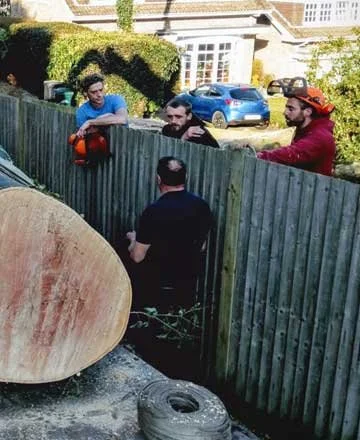 Team of tree surgeons carrying out tree removal work in a residential garden in Brighton