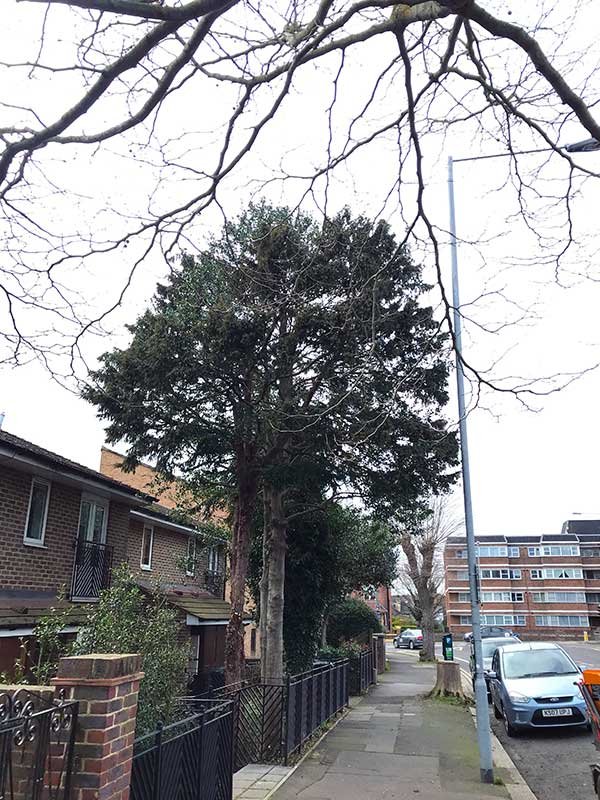 Crown reduction on protected yew and holly trees in Brighton