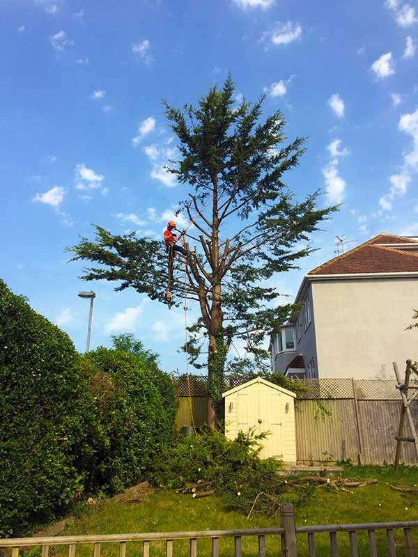 Tree surgeon carrying out crown reduction in a Brighton garden