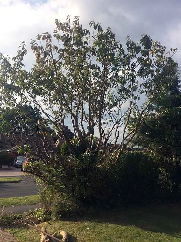 Hedge cutting and tree pruning in Hurstpierpoint