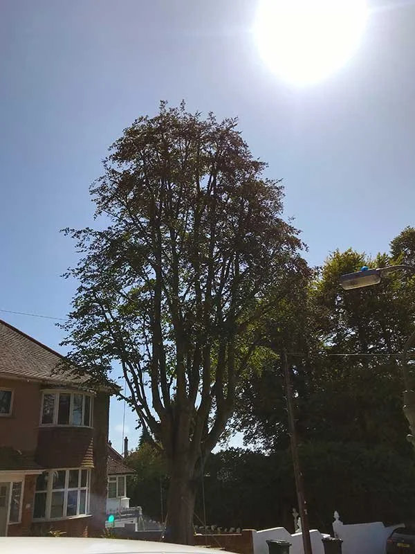 Crown reduction on protected beech tree in Hove