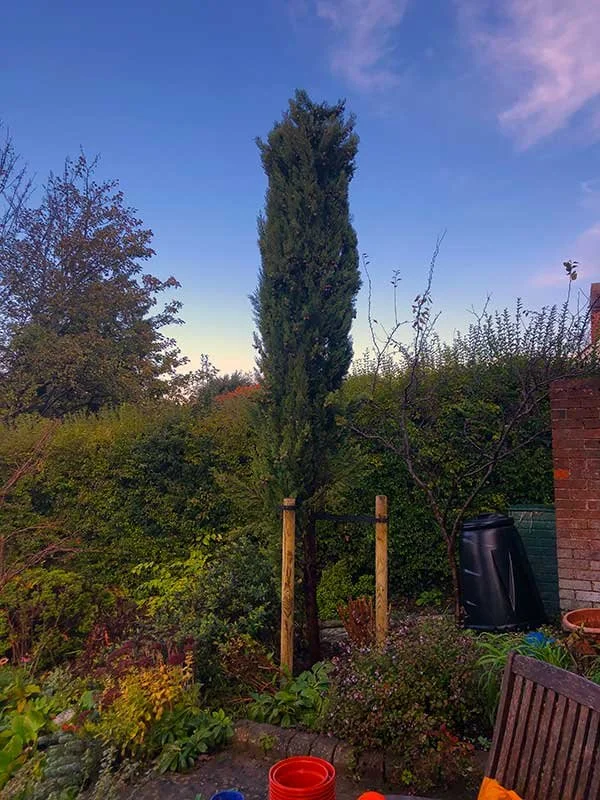 Stabilising storm-damaged tree after root upheaval
