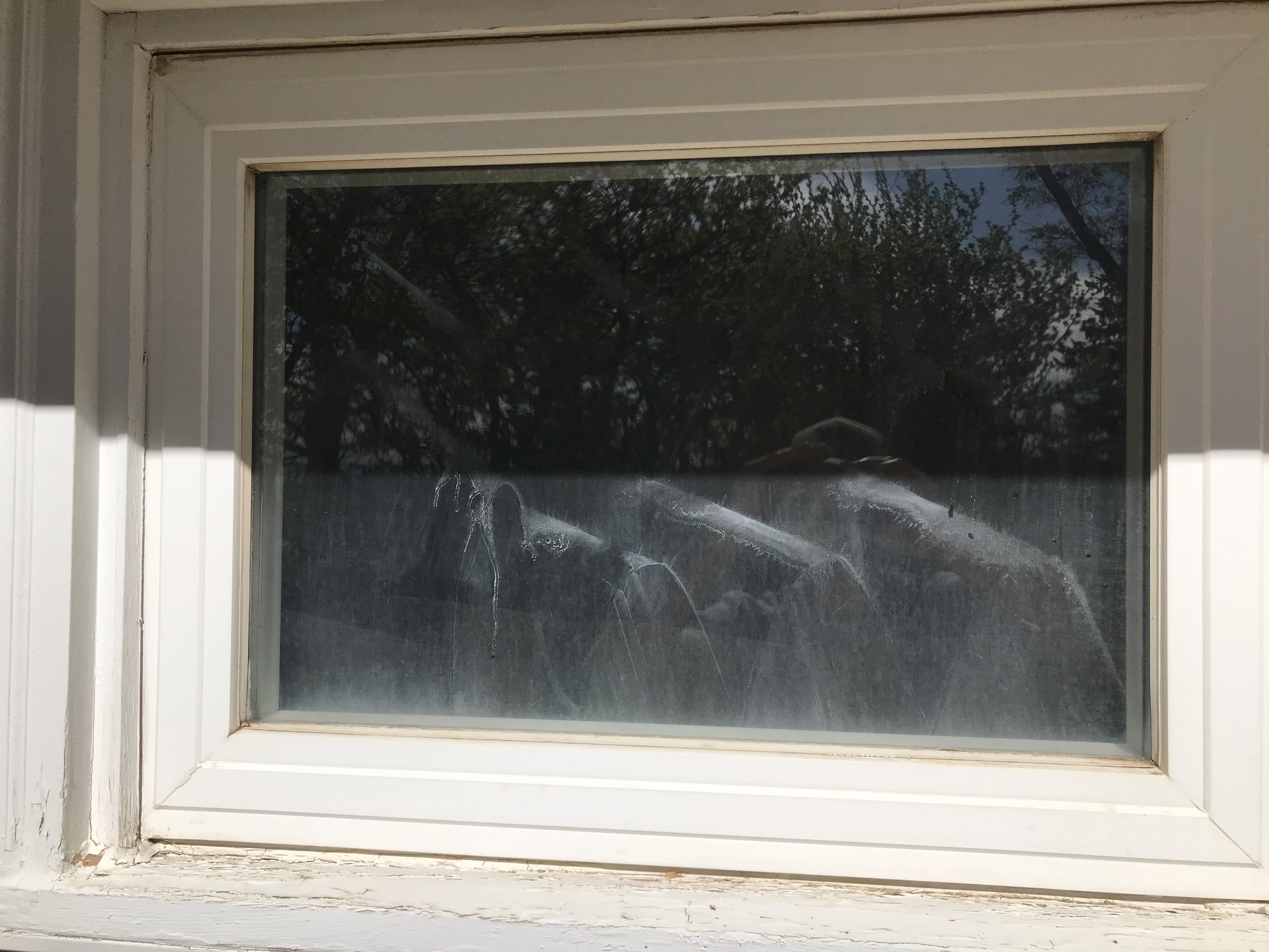 A window with a white frame and muntins, showing a reflection of trees and the sky.