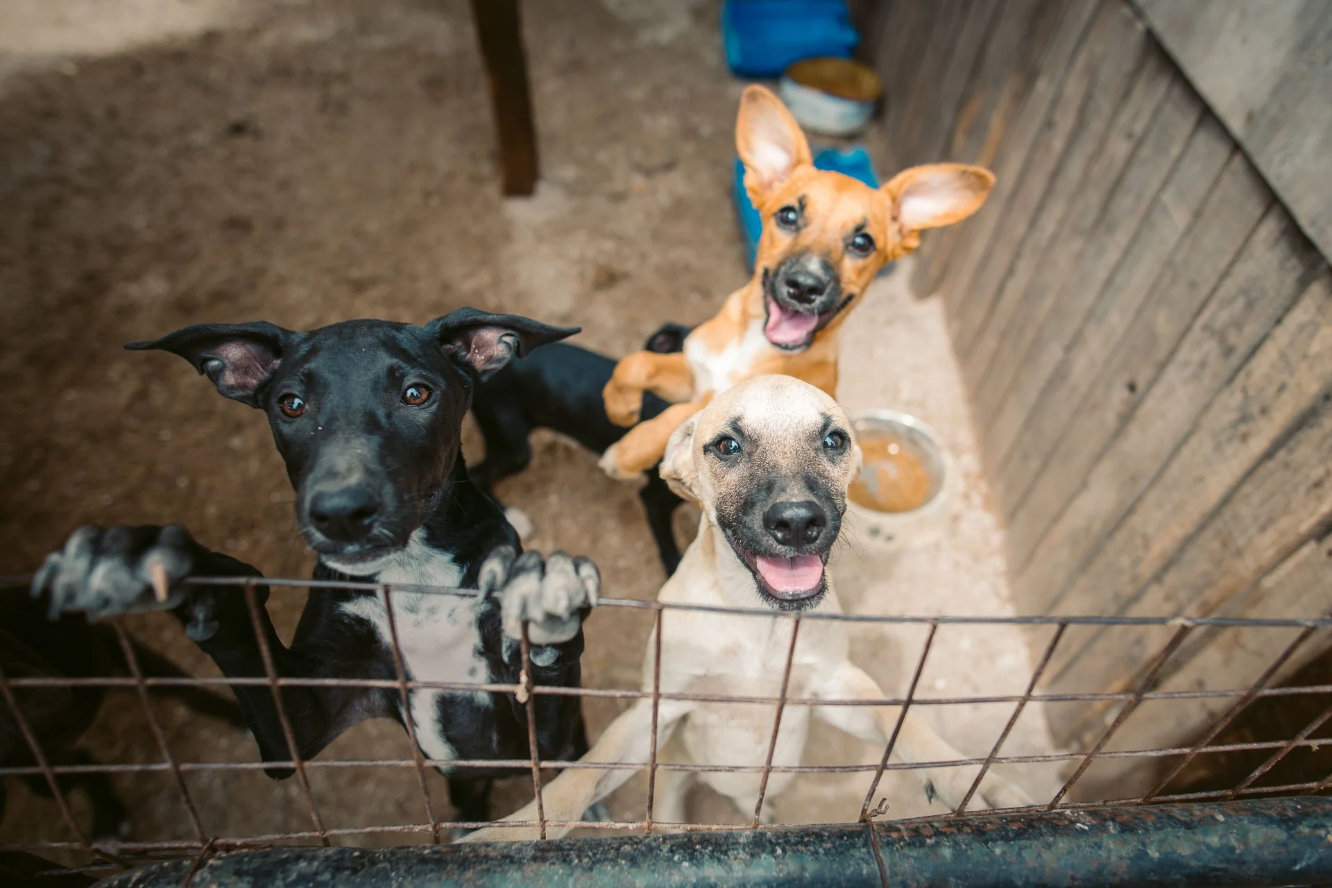 ABriones-10.jpg