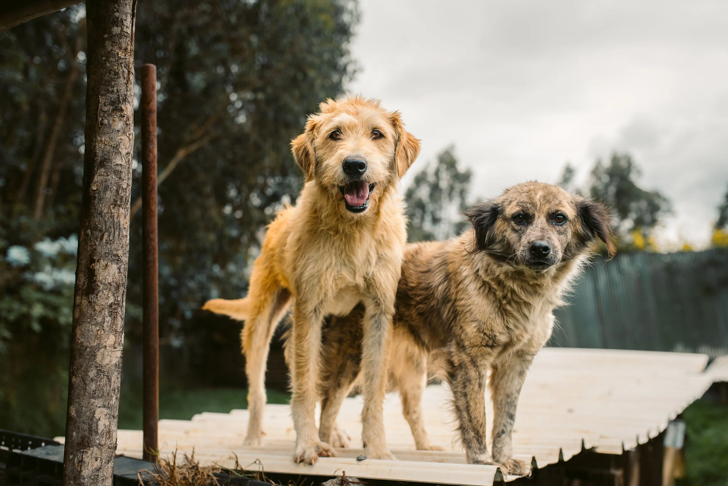 Two dogs standing on a wooden platform outdoors, with trees and cloudy sky in the background.