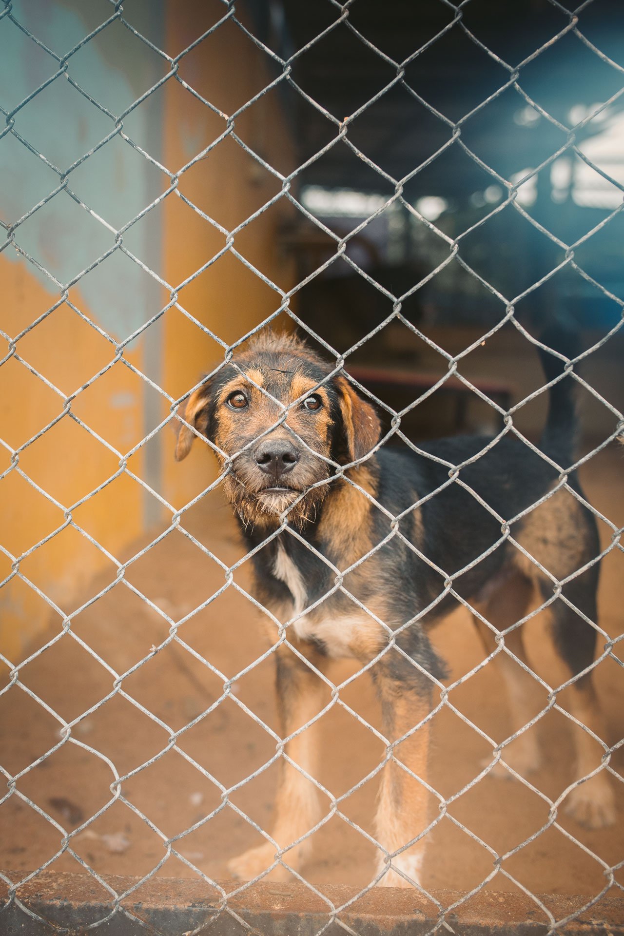 A dog standing behind a chain-link fence, looking through the fence with brown eyes.