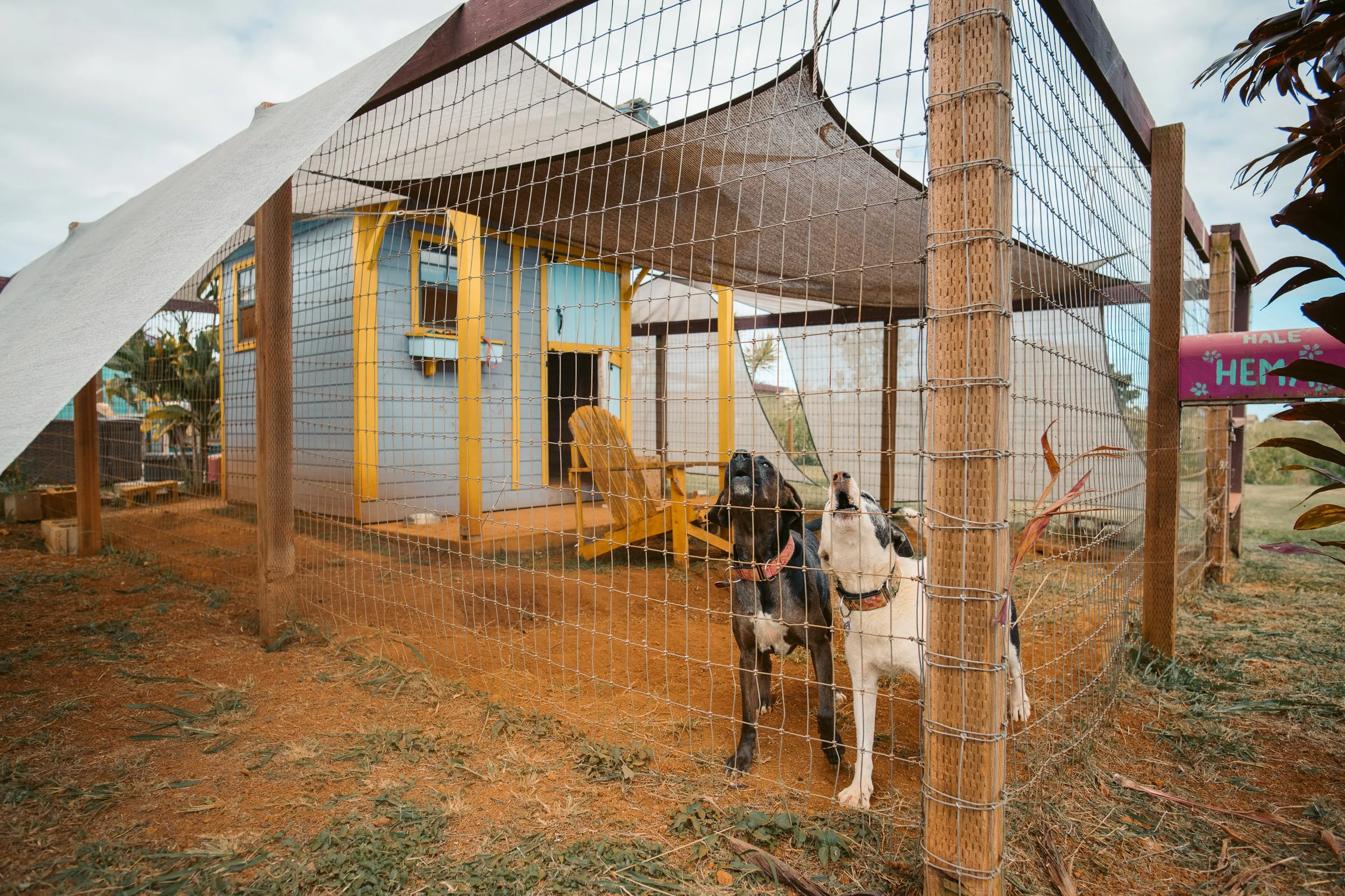 Kauai Animal Welfare Society