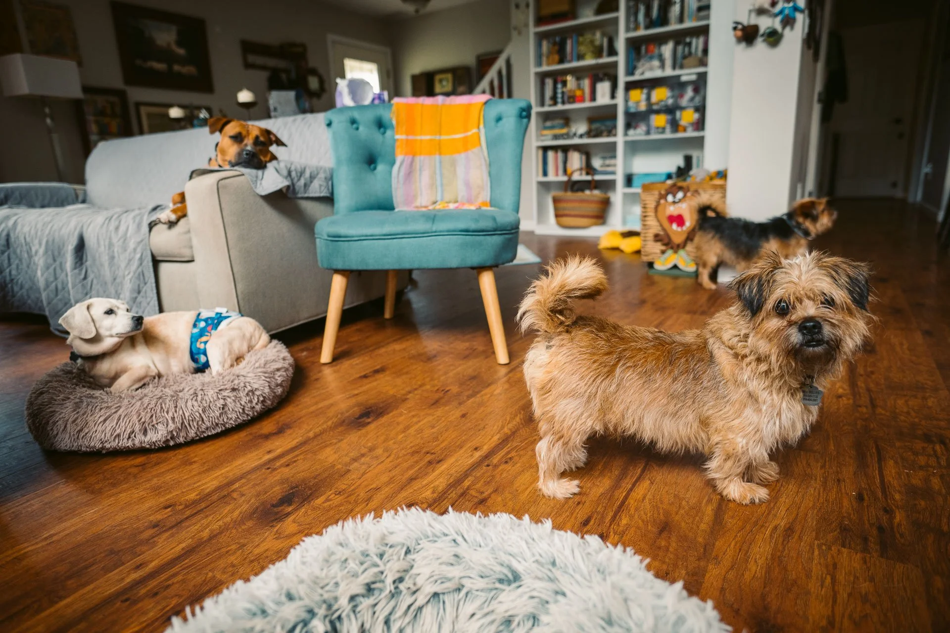 Living room with four dogs, one on a bed, one on a shaggy rug, and two standing on hardwood floor near a bookshelf and colorful toy box.