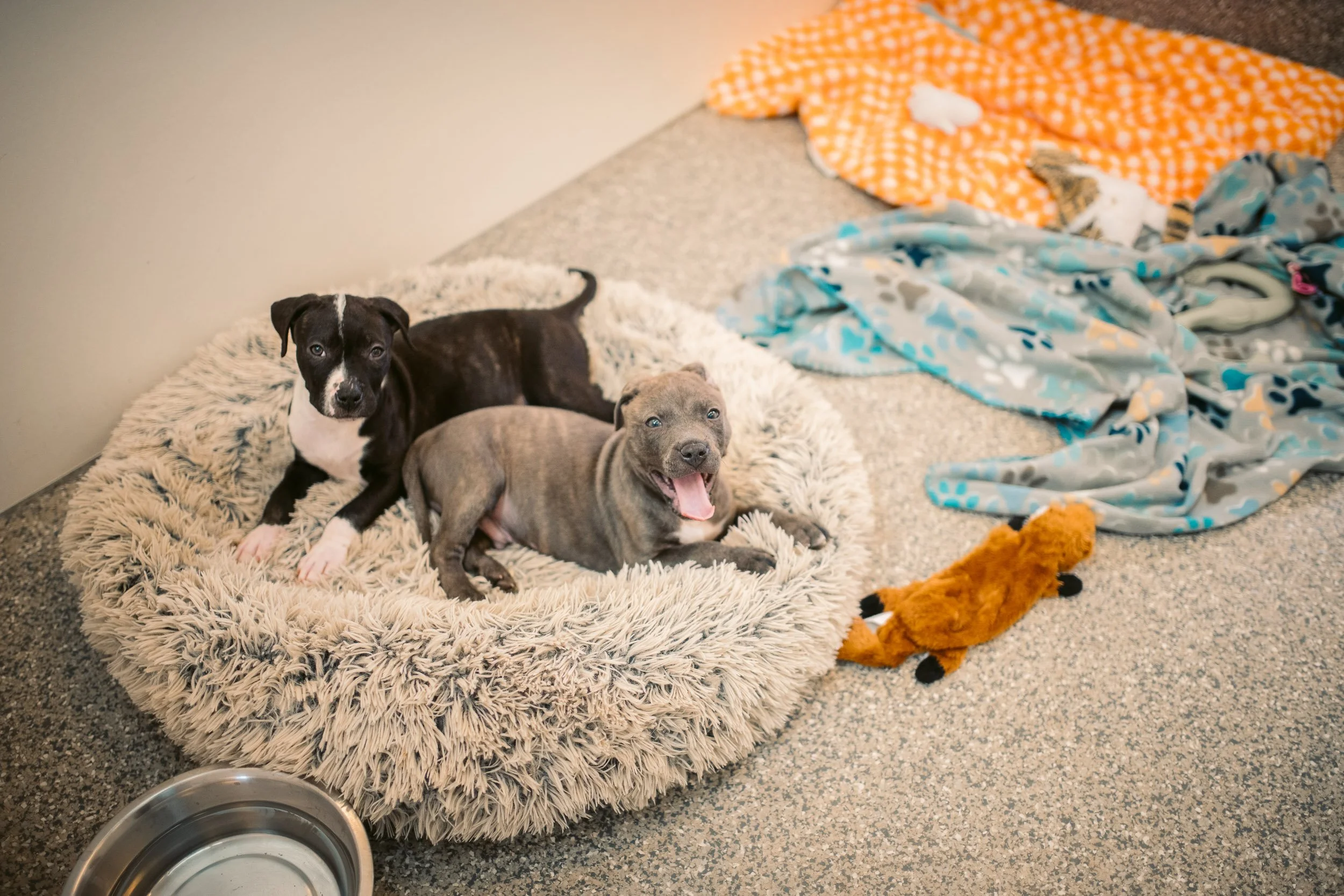 Best Friends Animal Sanctuary - Dogtown