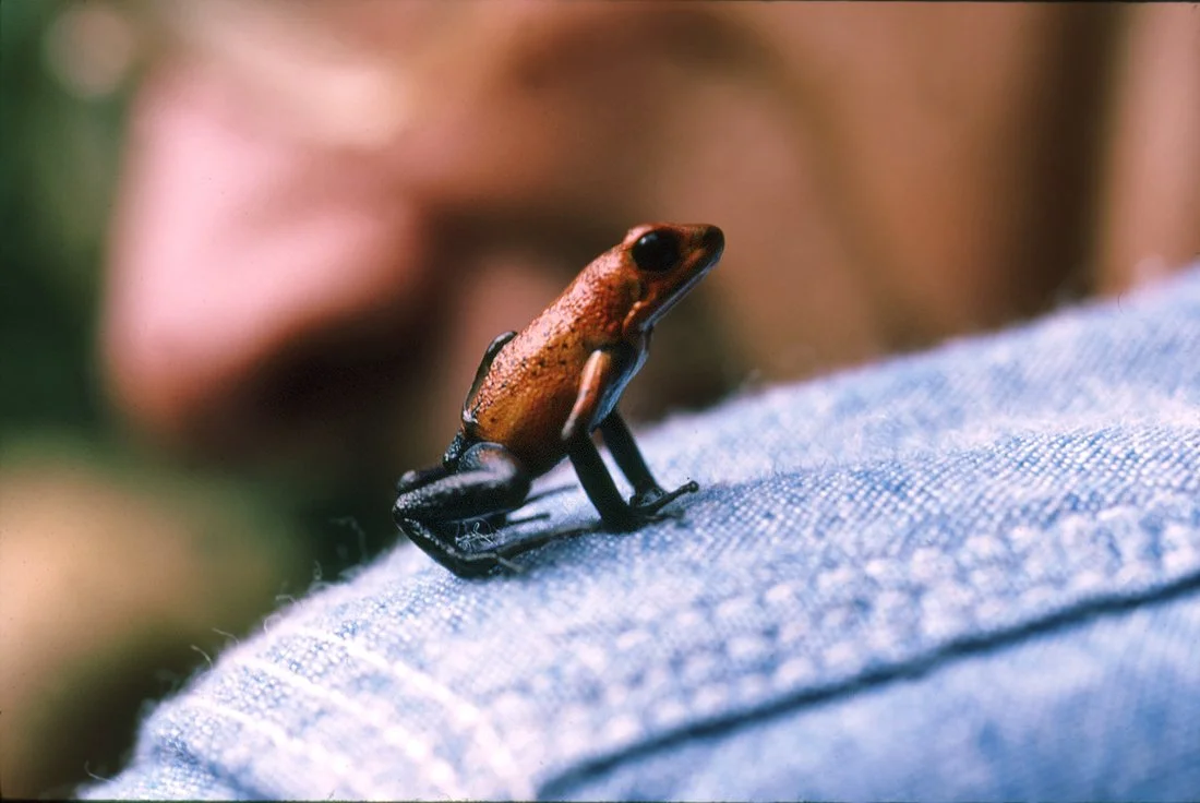 Poison Dart Frog  (COSTA RICA BOARD OF TOURSIM)