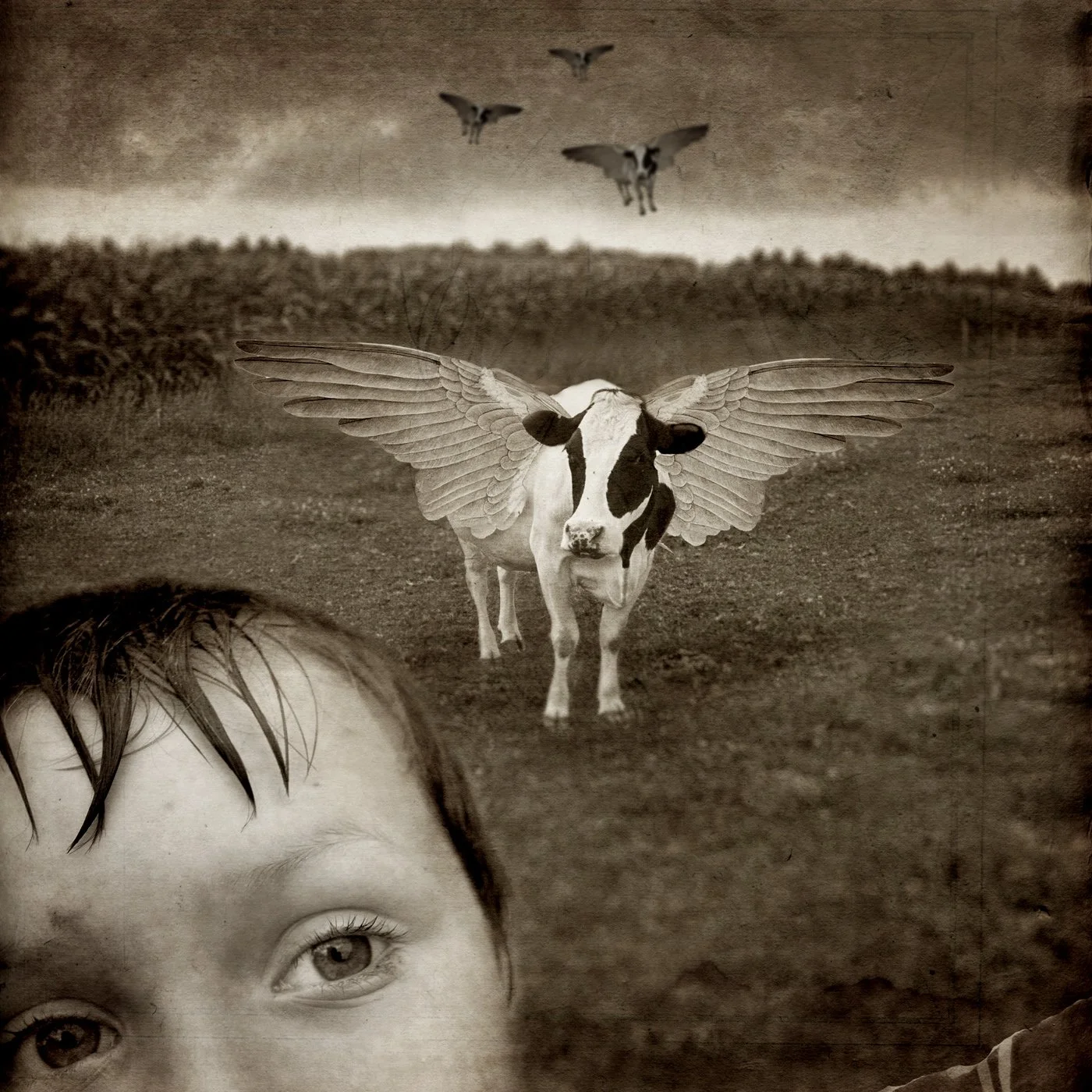 Dreams of a Flying Cow