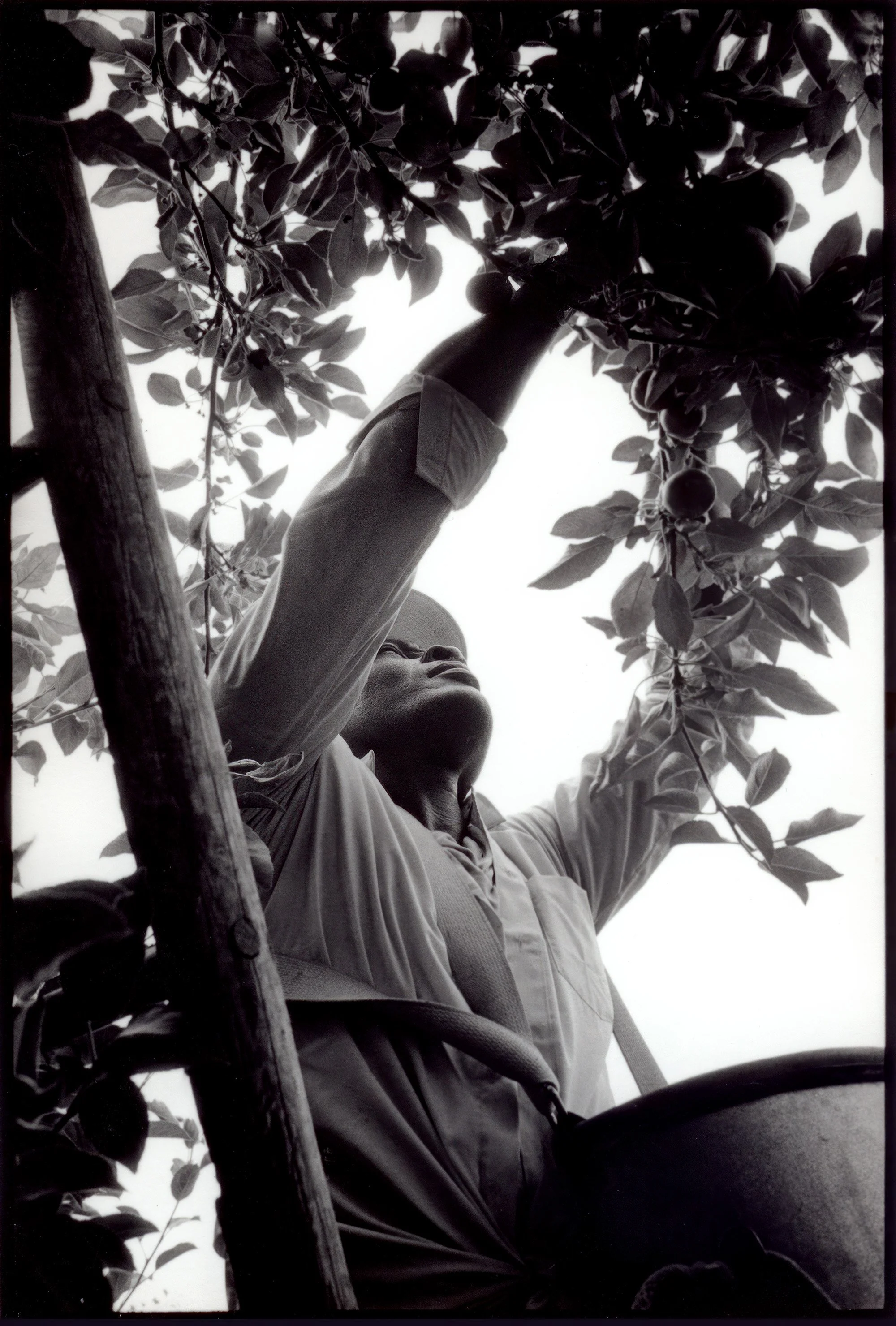 Apple-Picker, New Hampshire (NEW ENGLAND BUSINESS MAGAZINE)