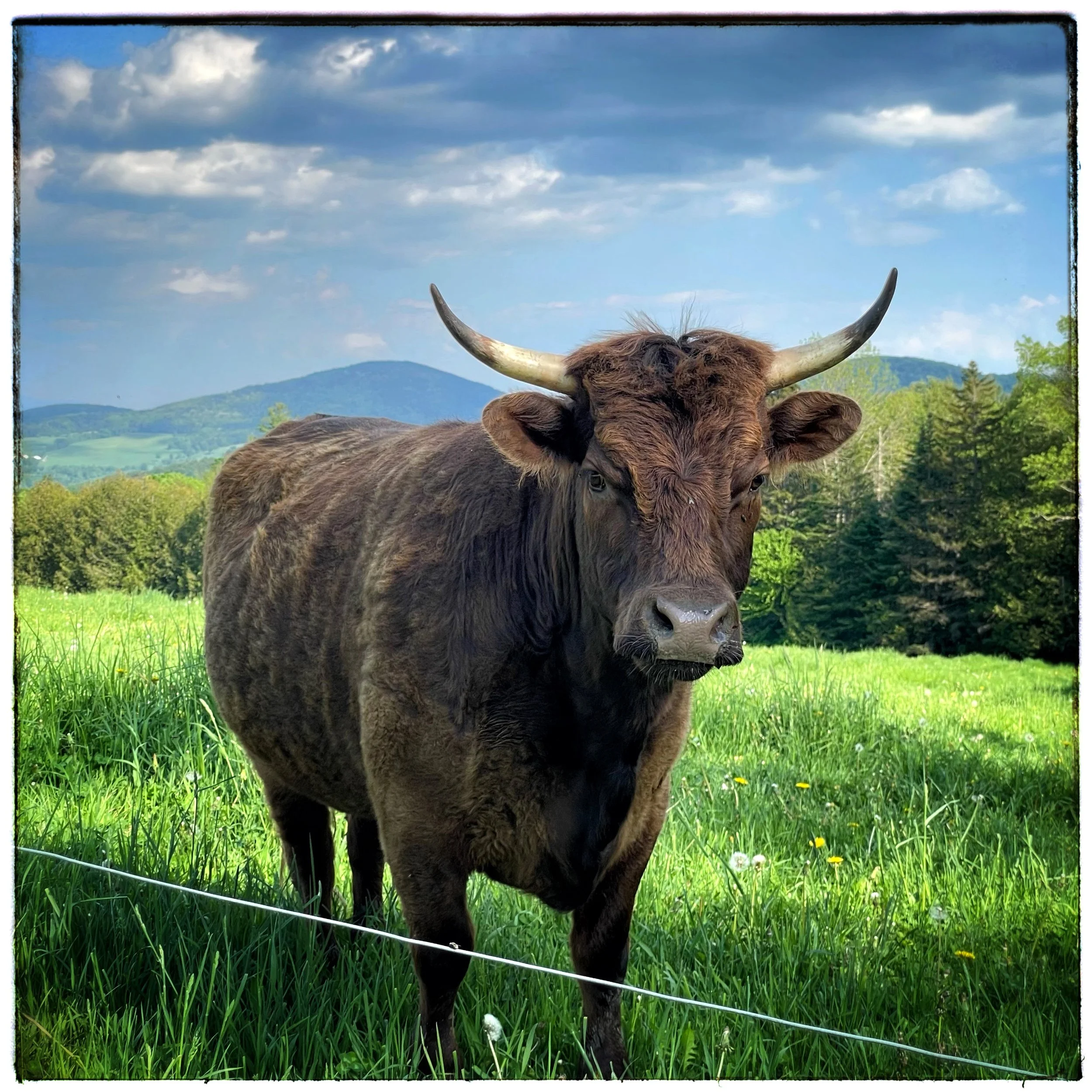 Cow, Peacham, Vermont