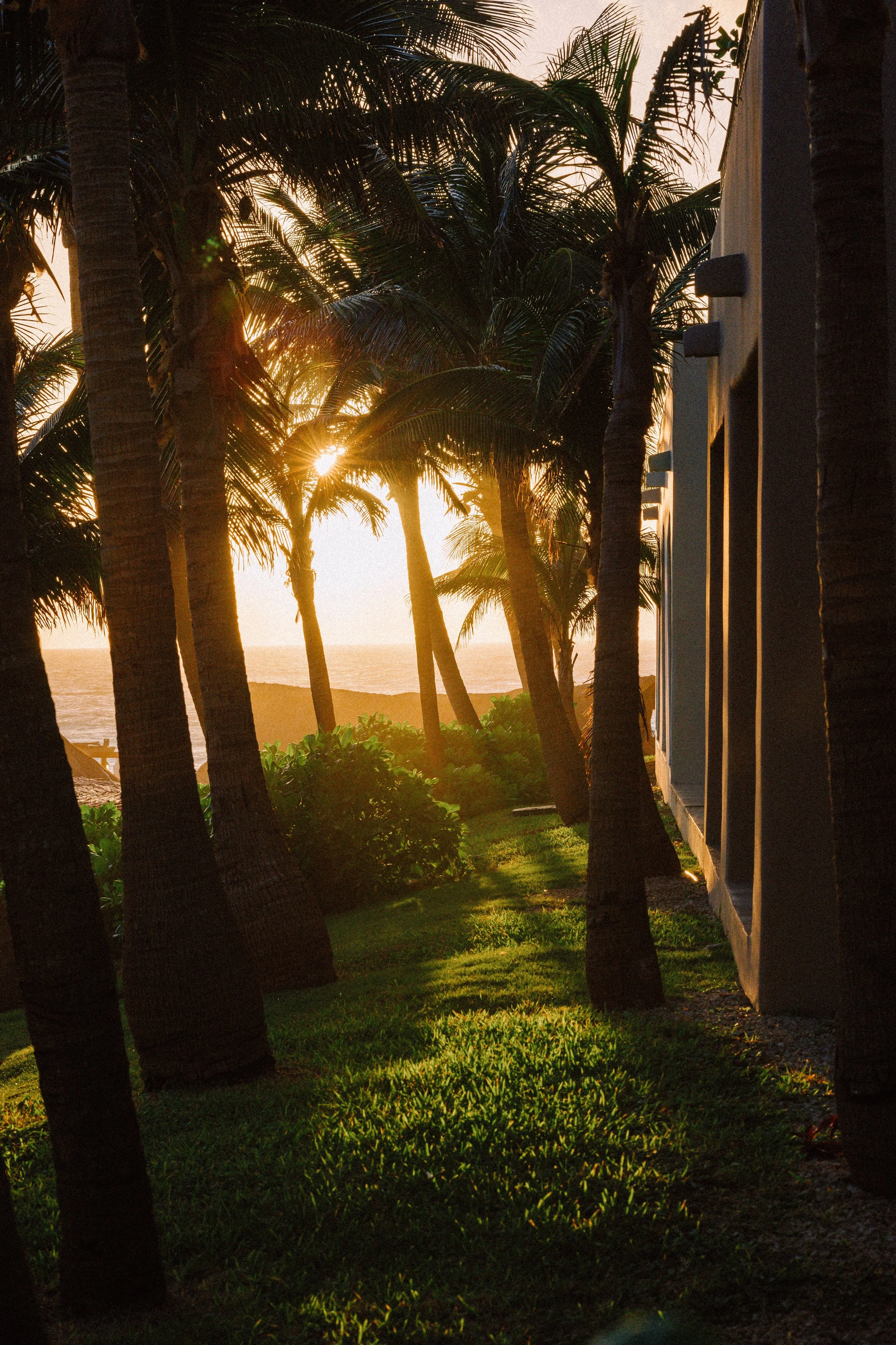 Sunset view through tall palm trees on a beachfront property, with lush green grass and the ocean visible in the background.