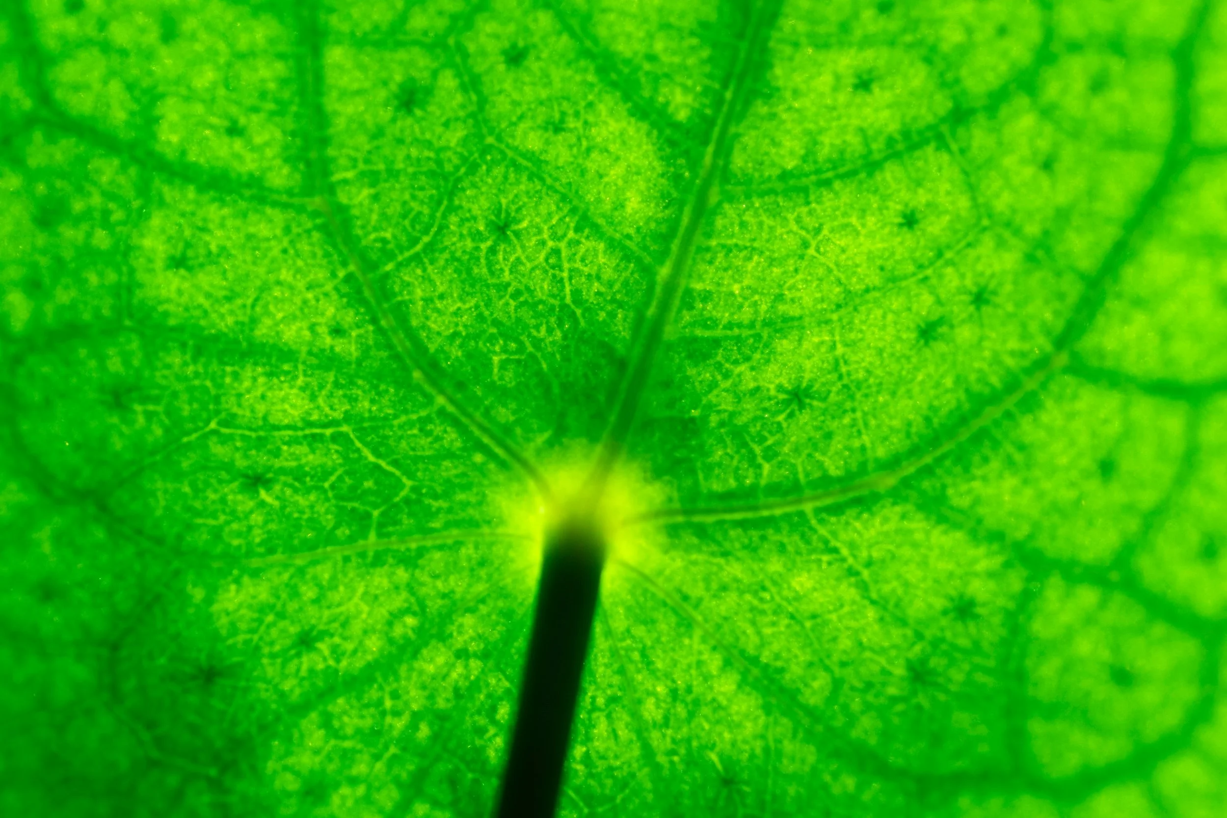 Chlorophyll Chromatography&nbsp;