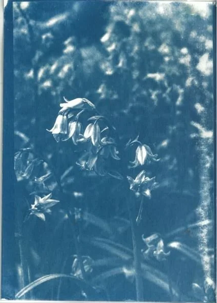 cyanotype2.png