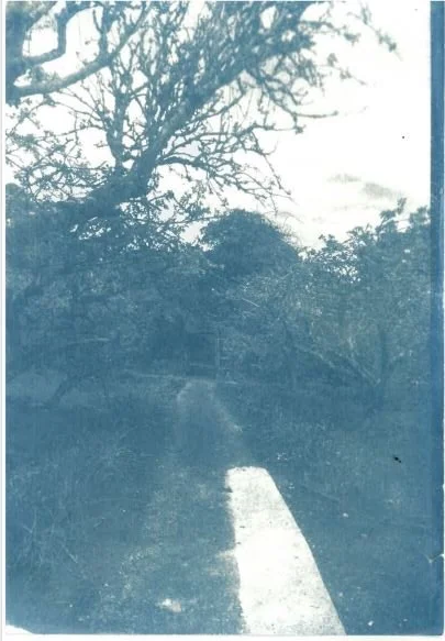 cyanotype9.png