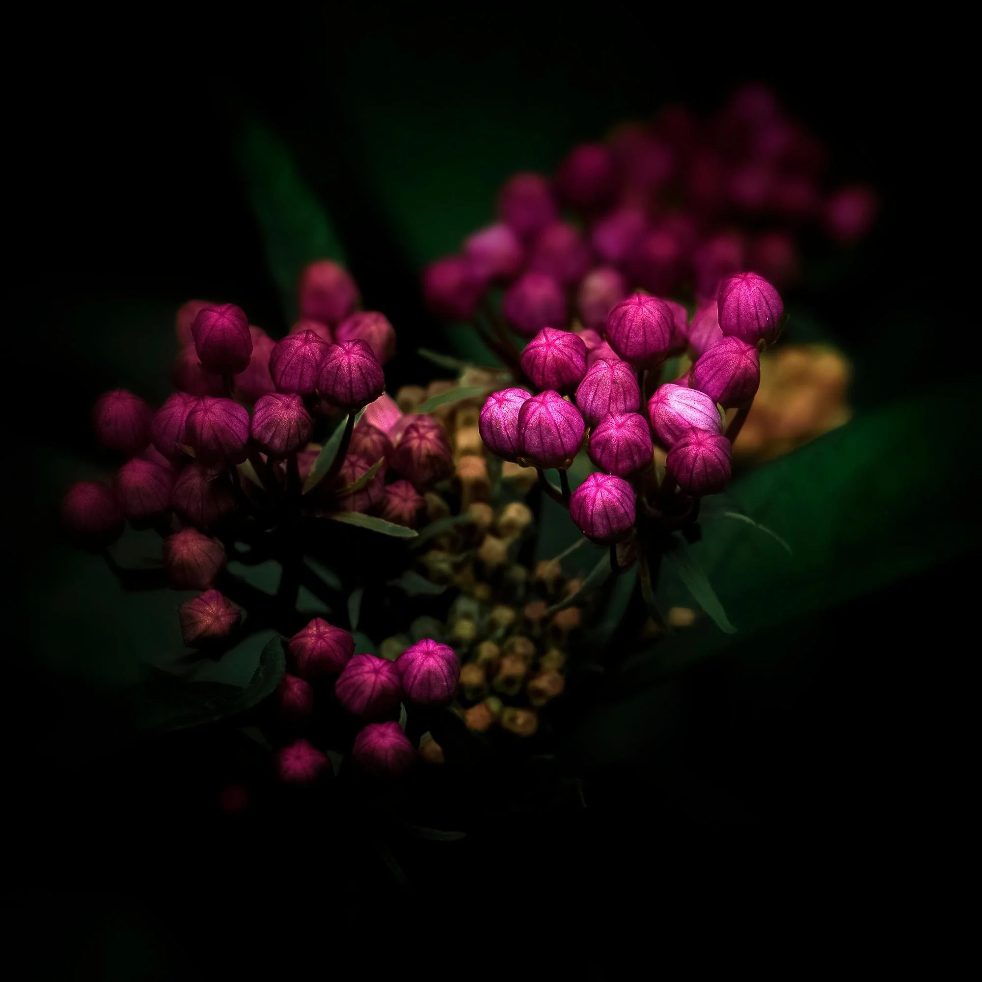 Swamp Milkweed