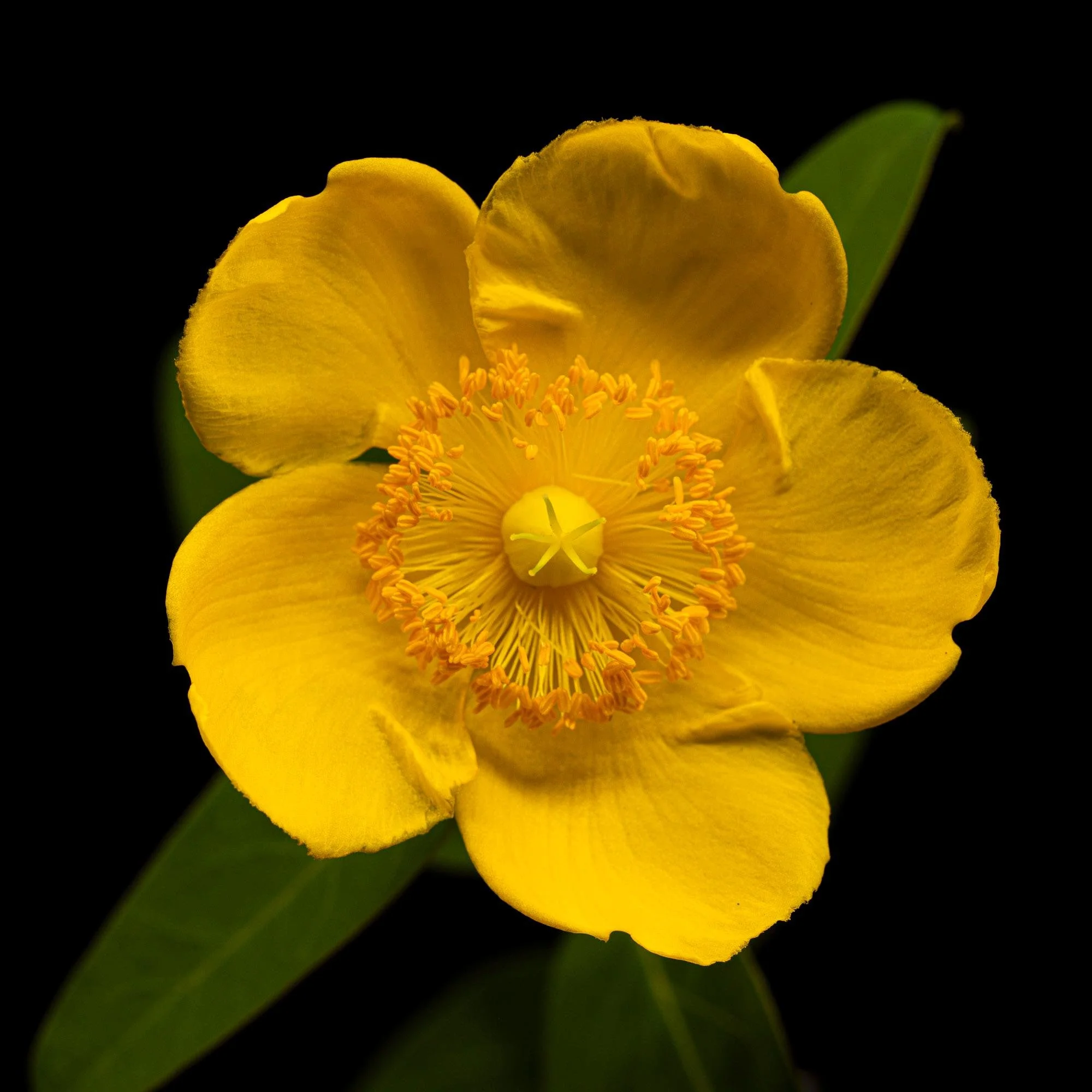 St. John's Wort