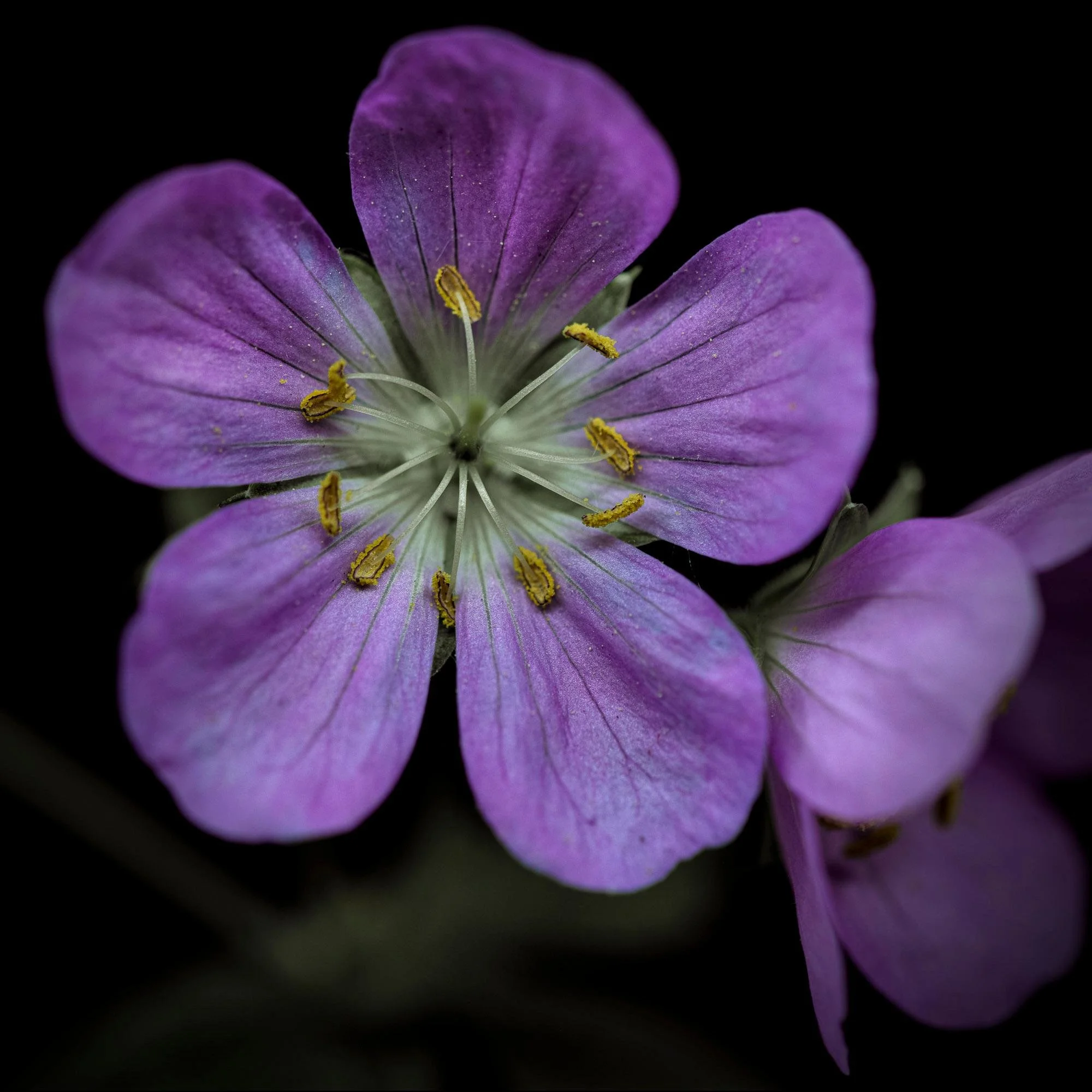 Geranium