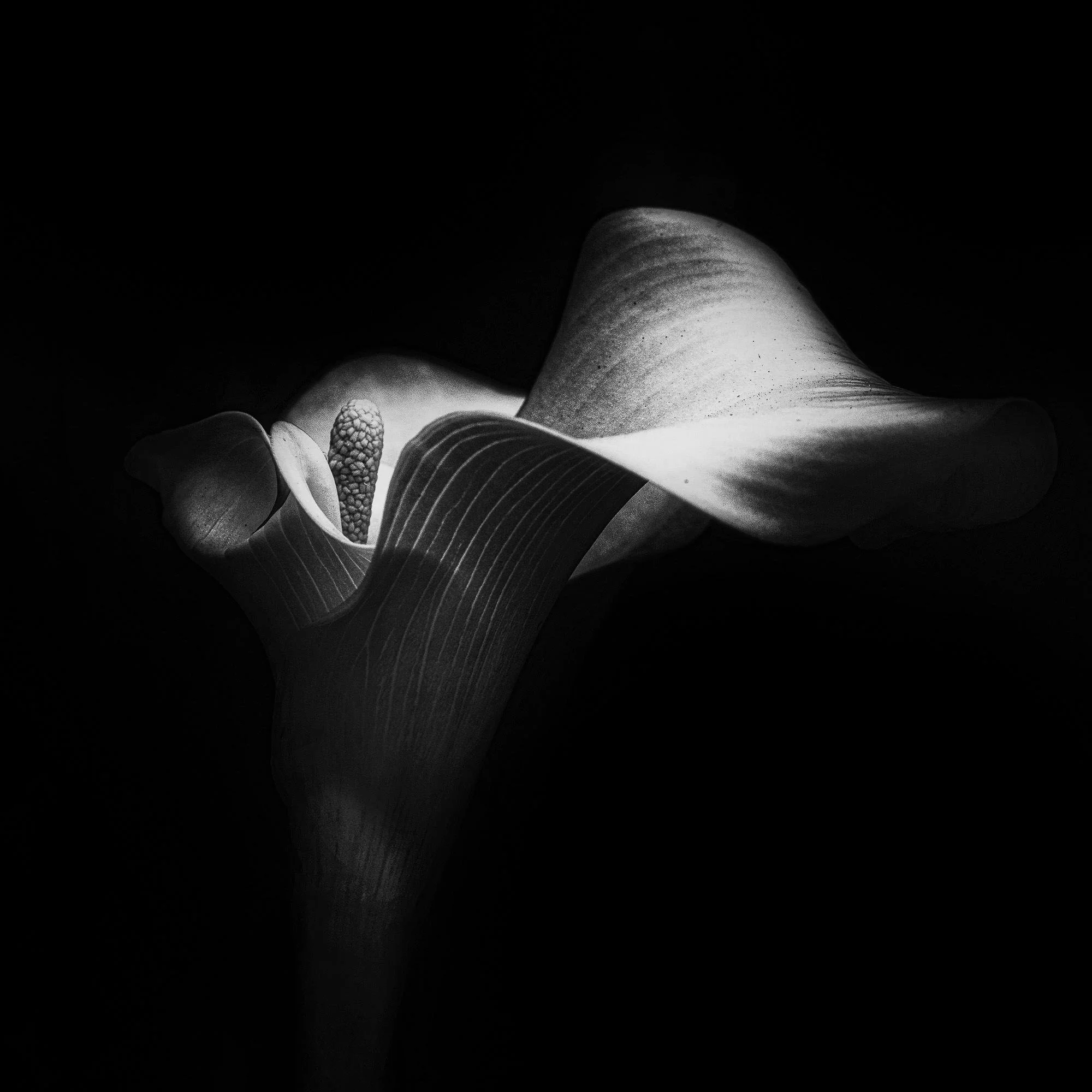 Calla Lily
