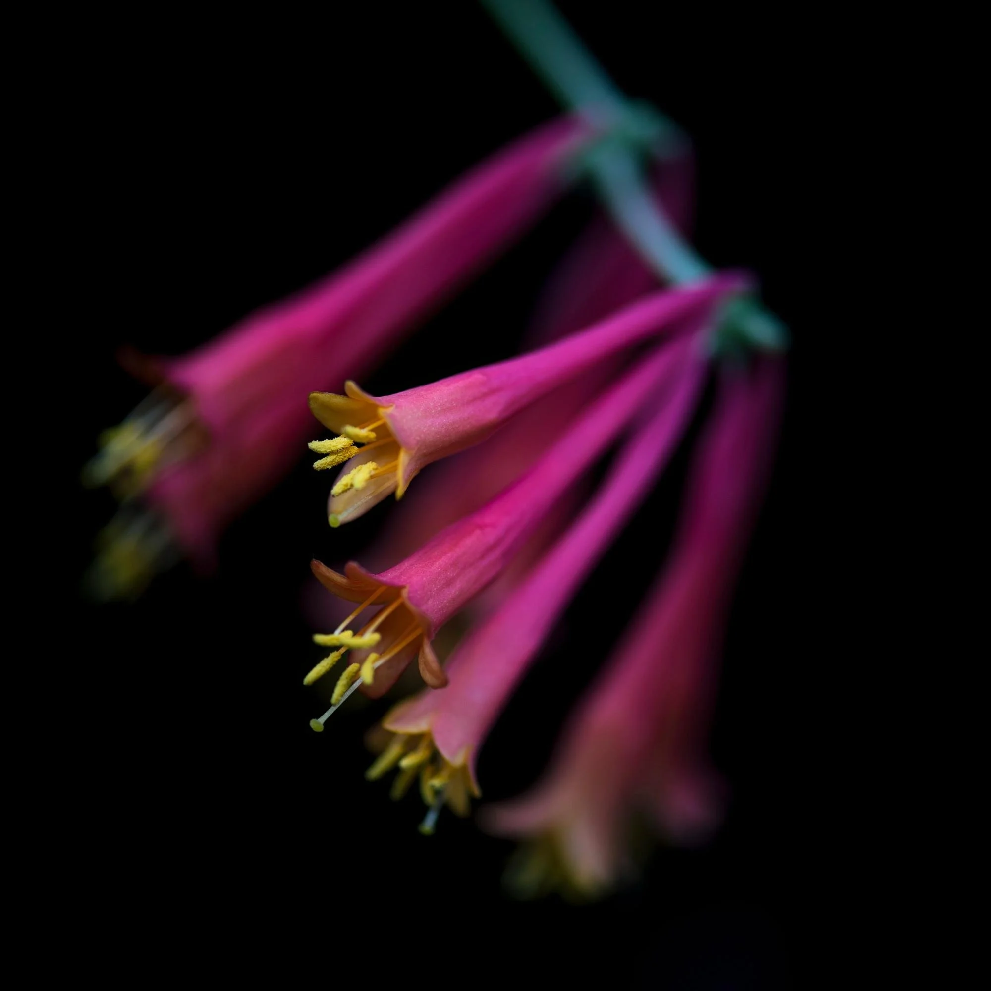 Honeysuckle