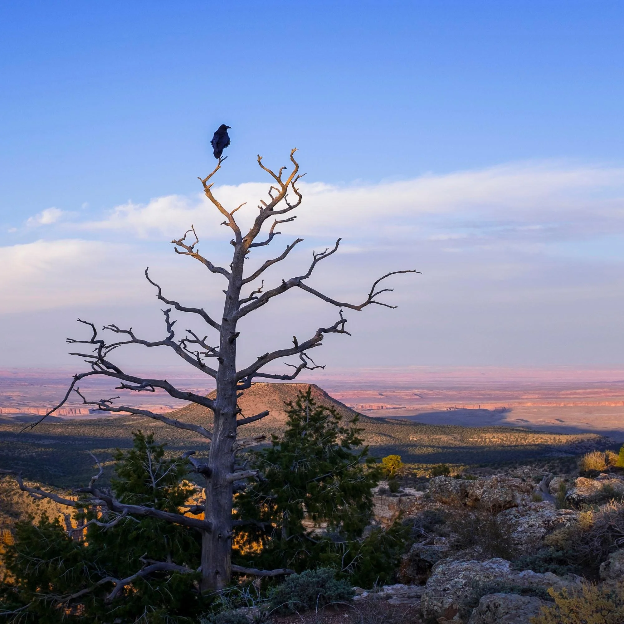 The Sentinel