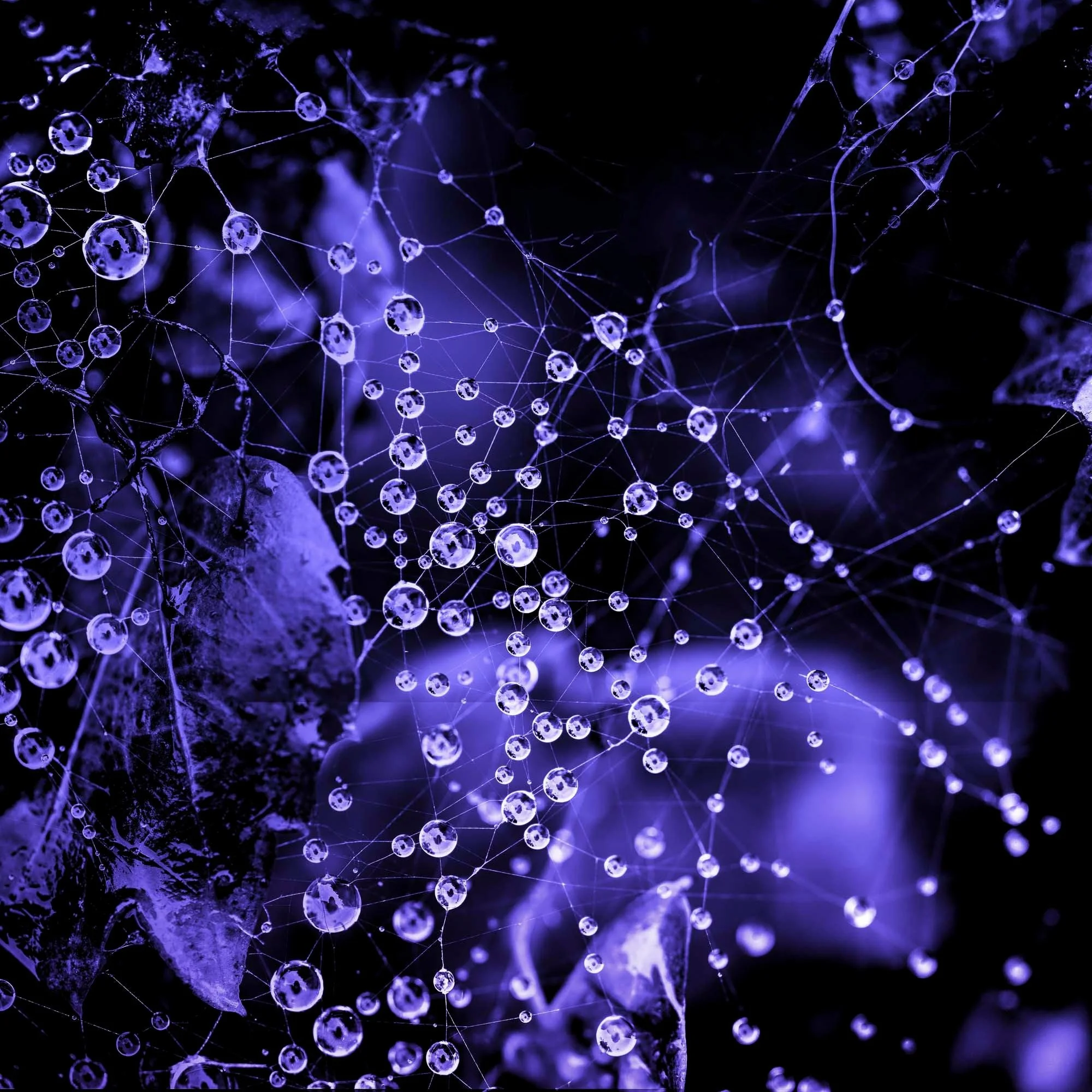Web Space #2
