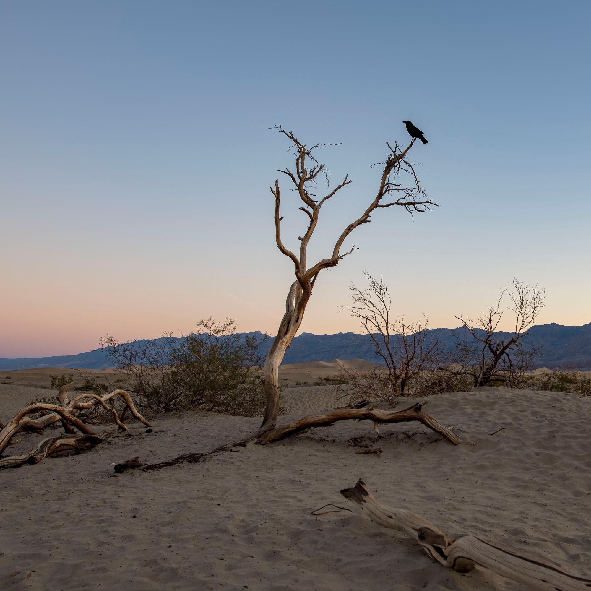 Mesquite Dunes Sunrise