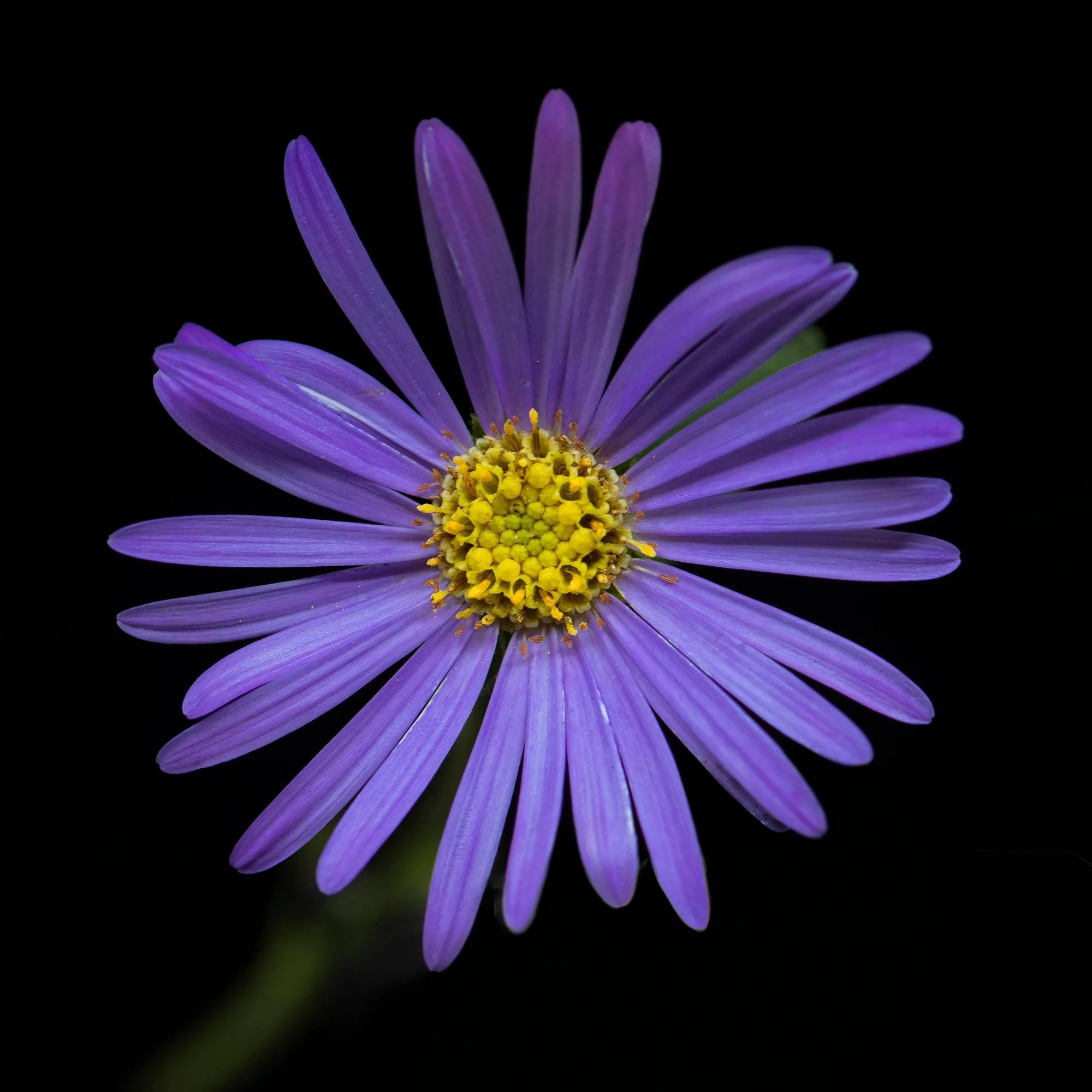 Botanical