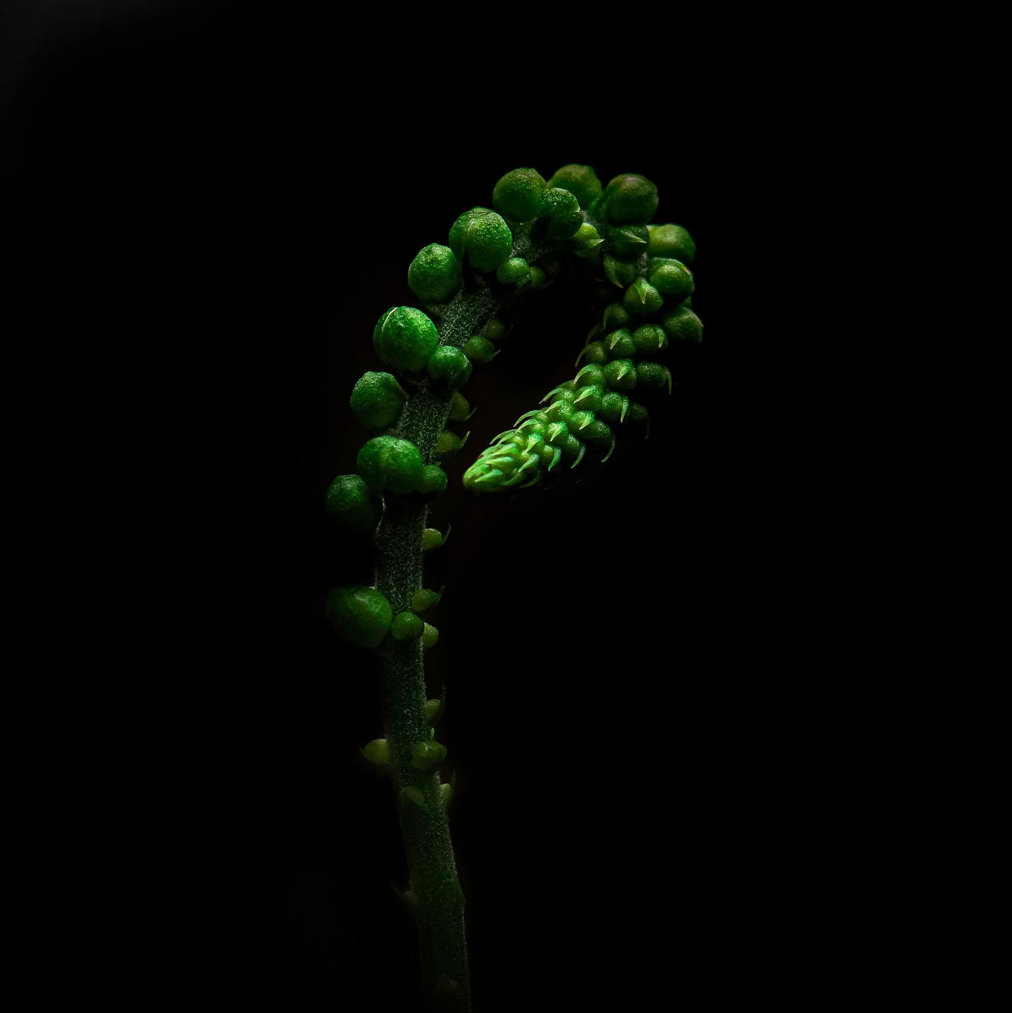 Black Cohosh