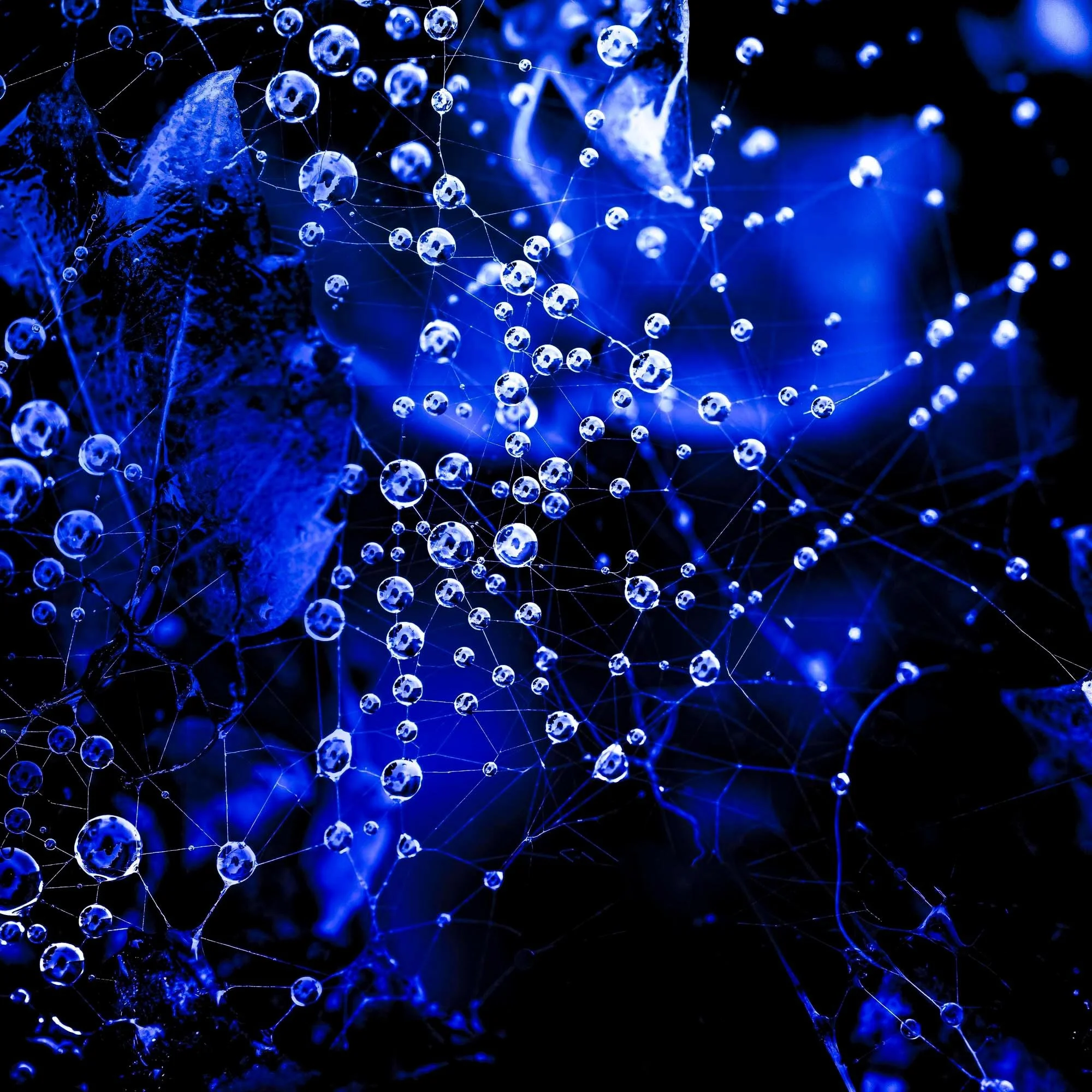 Web Space #1