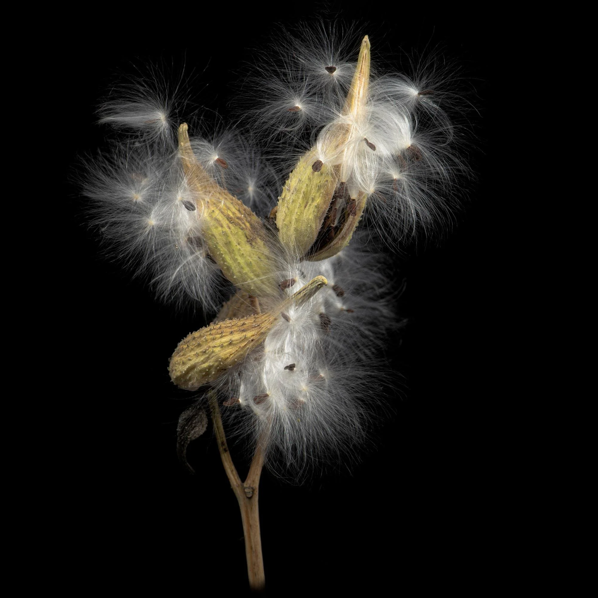 Milkweed