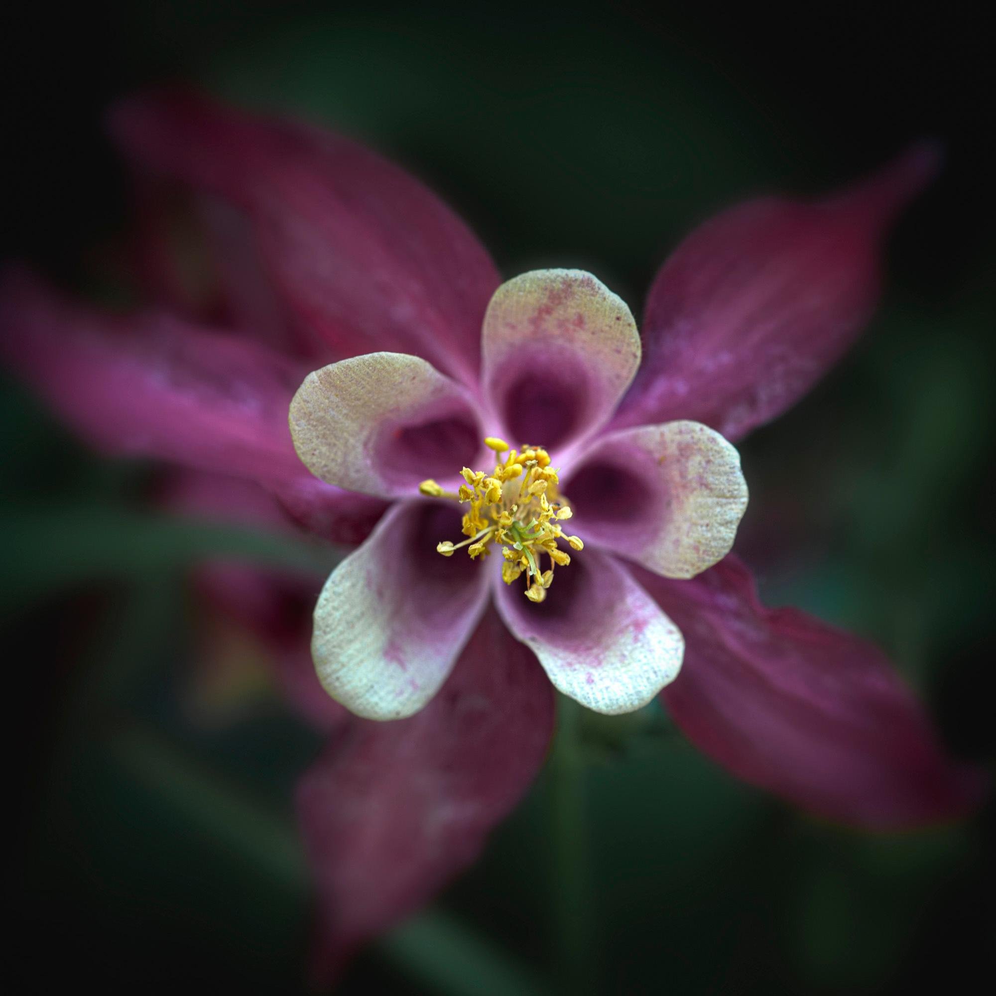 Columbine