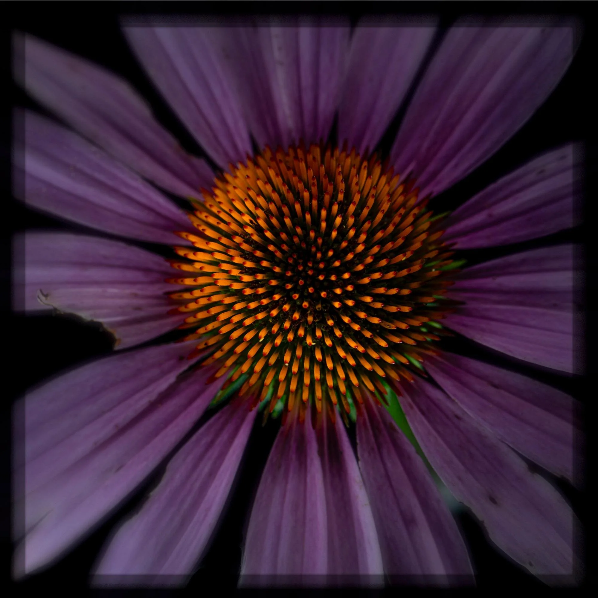 Echinacei