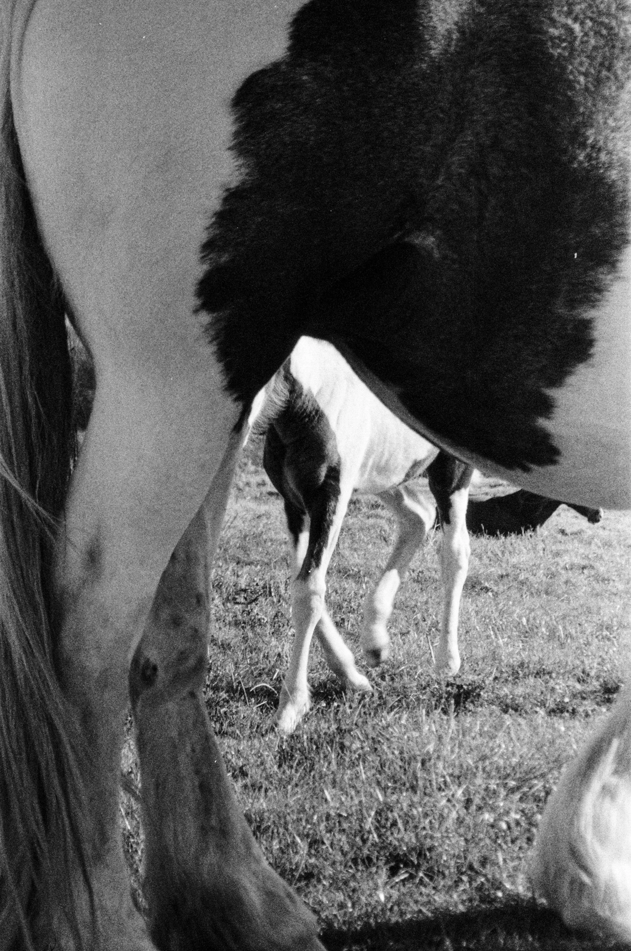 Port Meadow, Oxford Horses October 2023 (1).jpg